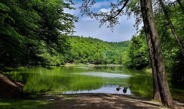 دریاچه و درختان سرسبز اطراف جنگل کوتنا54684653621