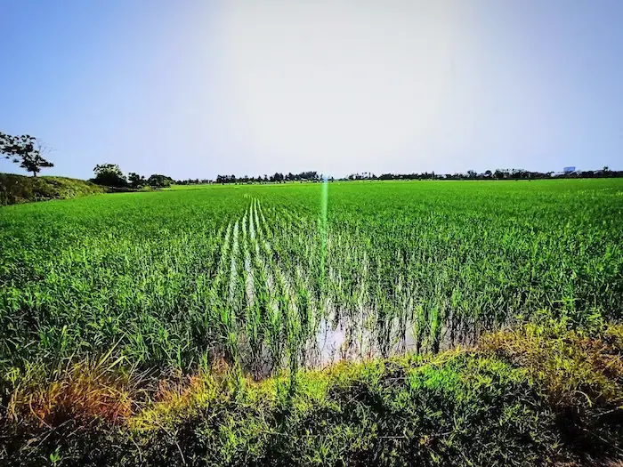 زمین کشاورزی برنج کاری شده با پوشش گیاهی سرسبز در بیشه سر 341564684851