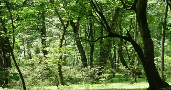 درختان تنومند پارک جنگلی نور 45452
