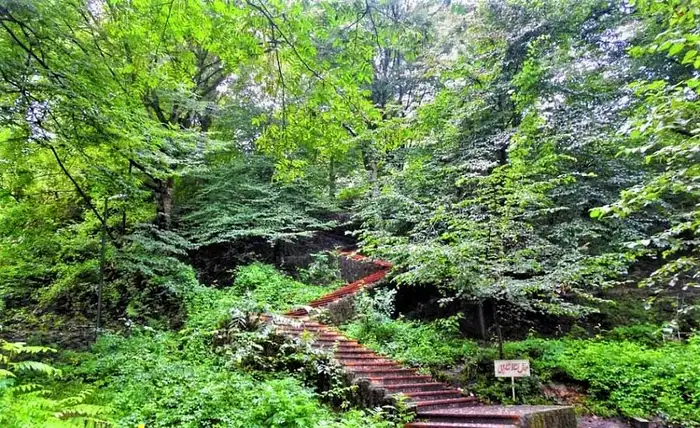 درختان تنومند اطراف پله های پارک جنگلی کشپل 623623