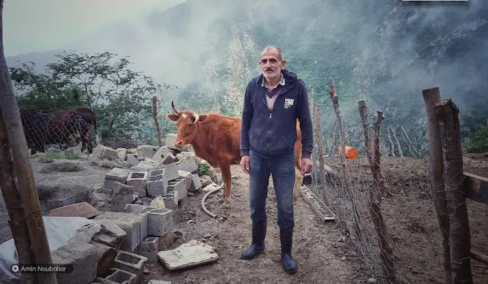 تصویری از یک مرد به همراه گاوه قهوه ای در جنگل مه آلود 4545487
