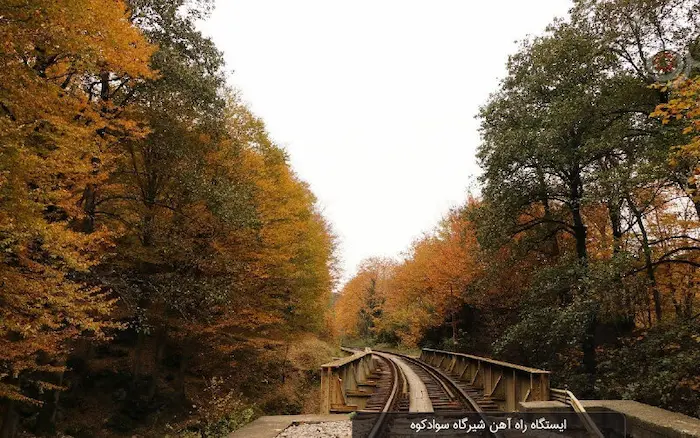 جنگل پاییزی سوادکوه که در وسط آن ریل قطار واقع شده 54848658