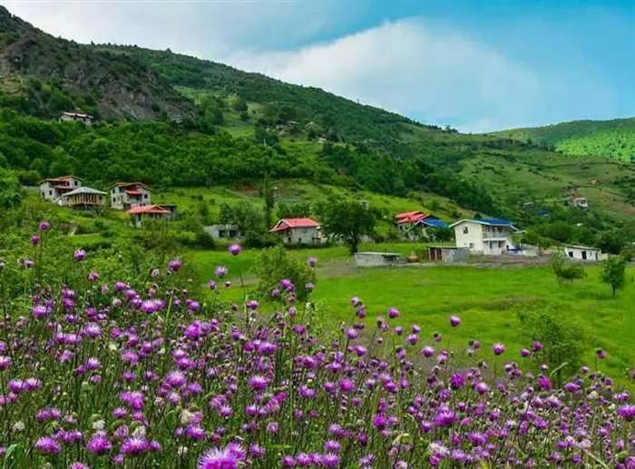 کوهستان های سرسبز و گل های بنفش زیبا در مازندران 4874634