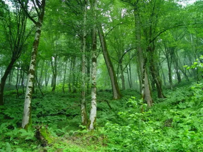 جنگل خیبوس سرسبز، یکی از جاهای دیدنی مازندران 456874