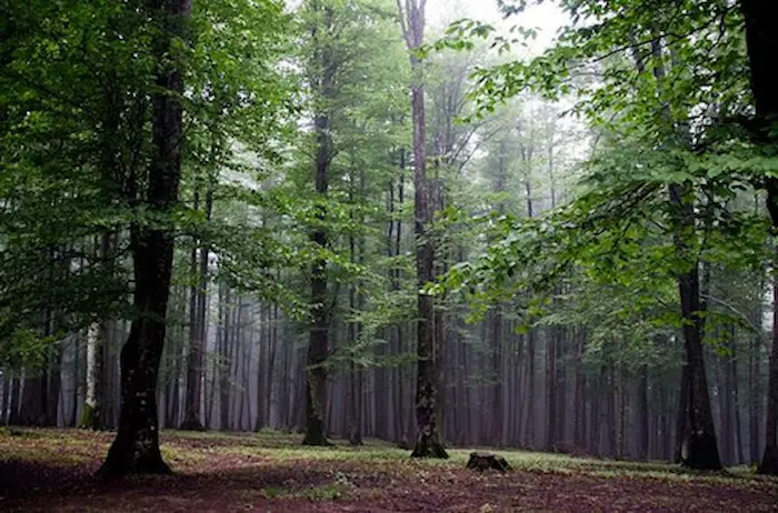 جنگل خیبوس، یکی از جاهای دیدنی قائمشهر 1568488