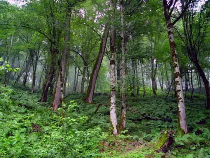 جنگل خیبوس سرسبز، یکی از جاهای دیدنی مازندران 15687468