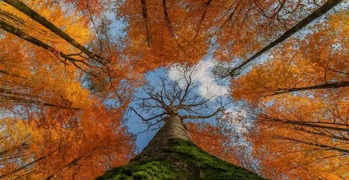 درخت قدیمی و شاخه های بلند جنگل خیبوس مازندران 684846