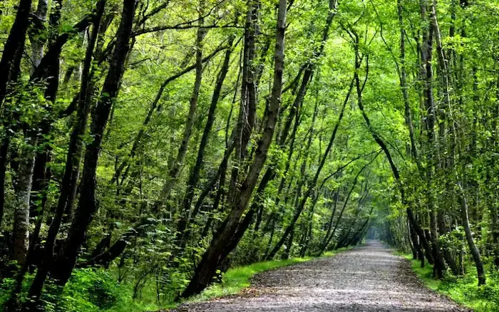 جنگل های زیبا در استان مازندران 743448634848