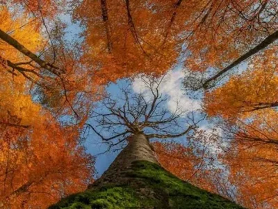 درخت قدیمی و شاخه های بلند جنگل خیبوس مازندران 684846